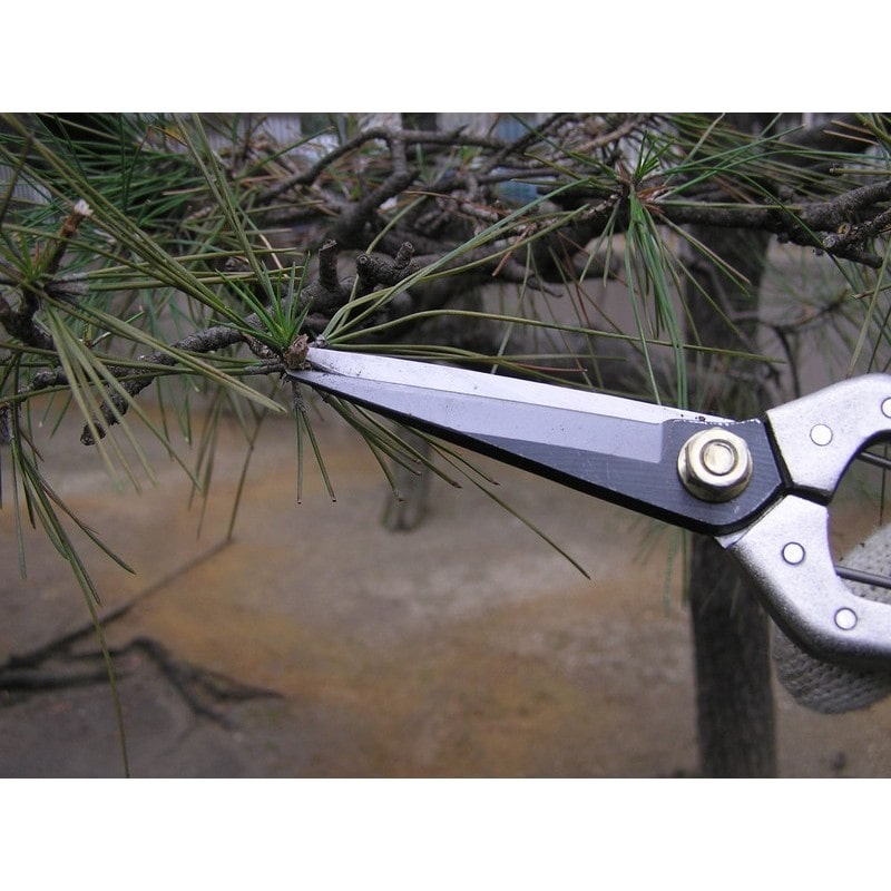 浅香工業 109226 刃長園芸鋏鋼付 #192022 1個（ご注文単位1個）【直送品】