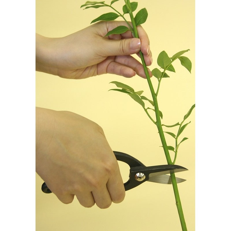 浅香工業 109207 池の坊鋏 鋼付 #192060 1個（ご注文単位1個）【直送品】