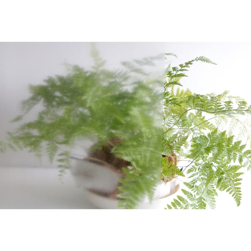 明和グラビア 9034185 窓に貼ってはがせる BGHK-0102 1個（ご注文単位1個）【直送品】