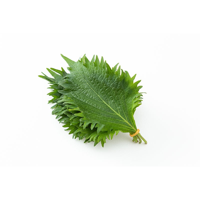 国産 大葉 10枚入り 1束※軽（ご注文単位1束）【直送品】