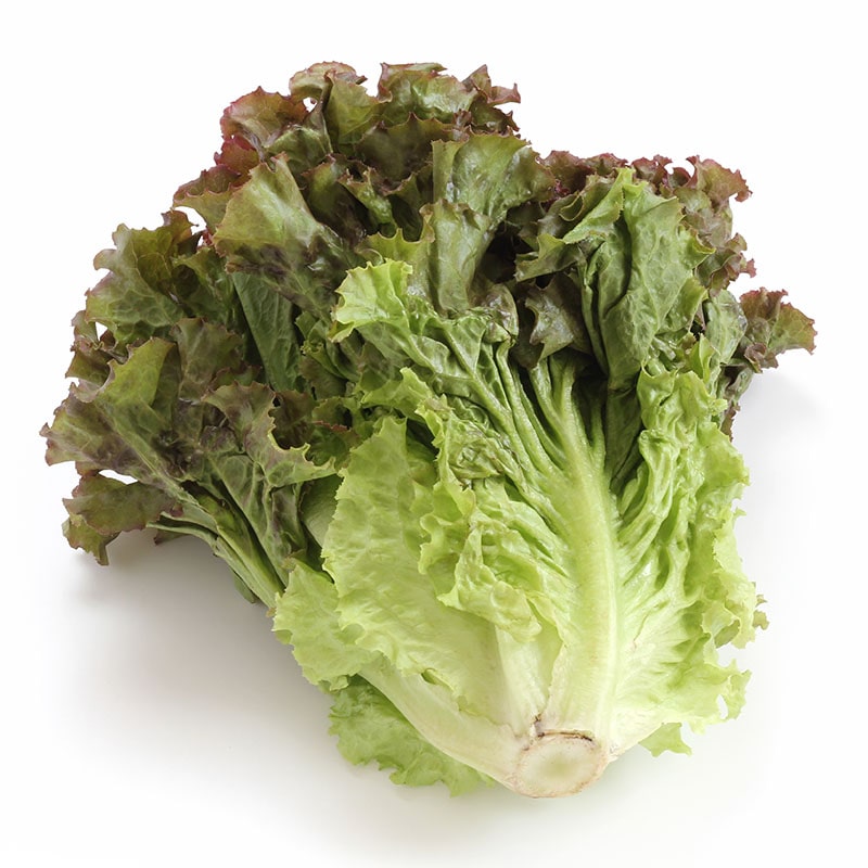 サニーレタス 1個※軽（ご注文単位1個）【直送品】