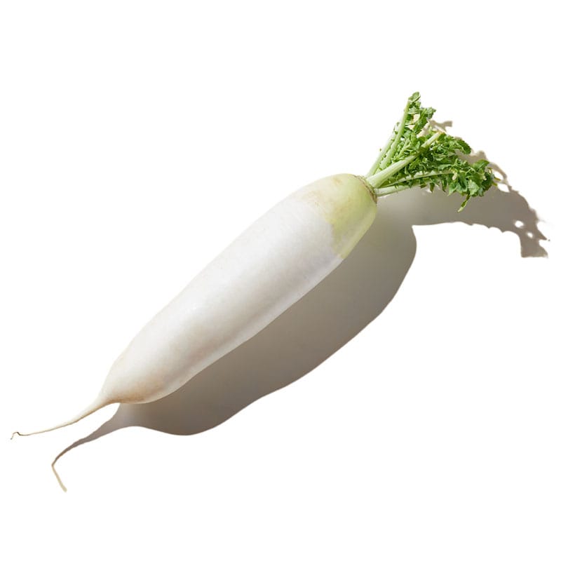 大根 LL 1本※軽（ご注文単位1本）【直送品】