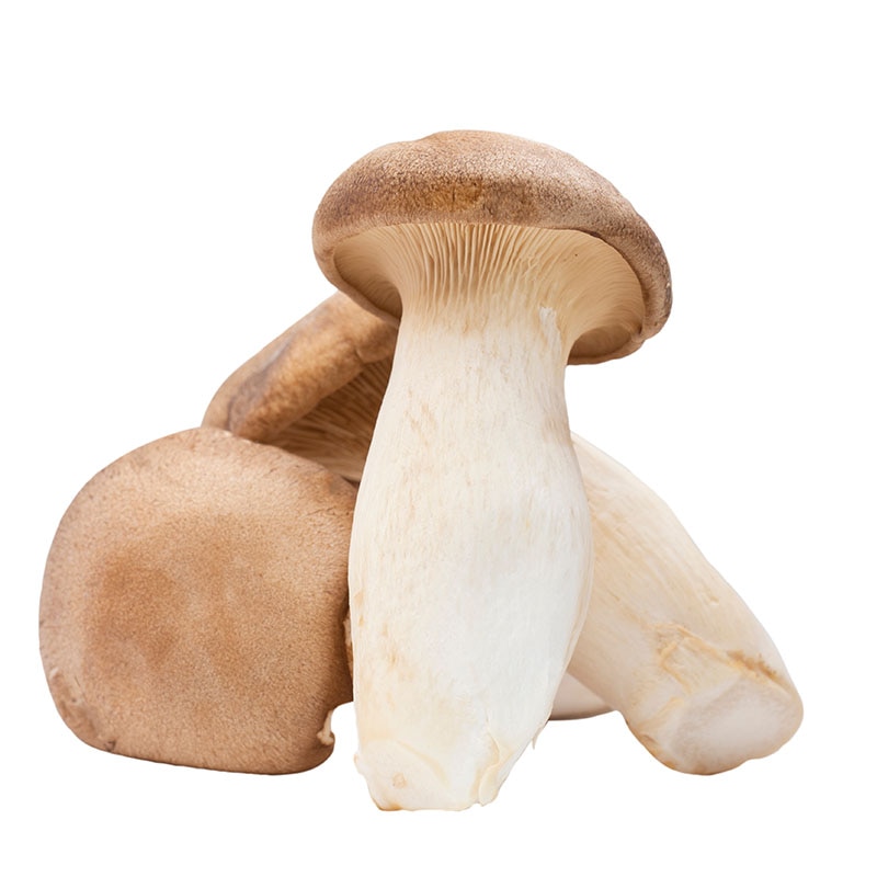 エリンギ茸 100g 1パック※軽（ご注文単位1パック）【直送品】