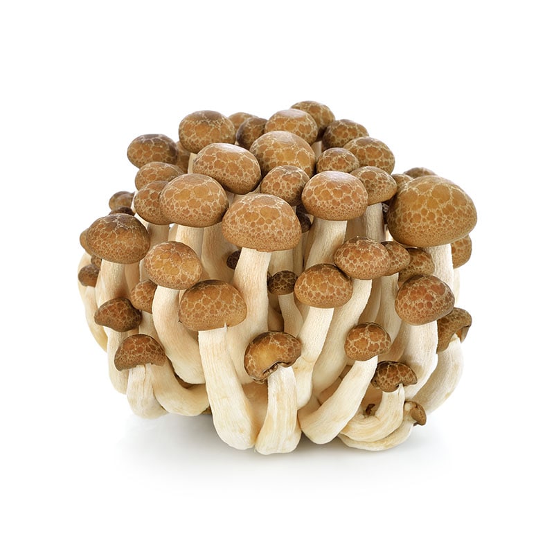 ぶなしめじ 100g 1パック※軽（ご注文単位1パック）【直送品】