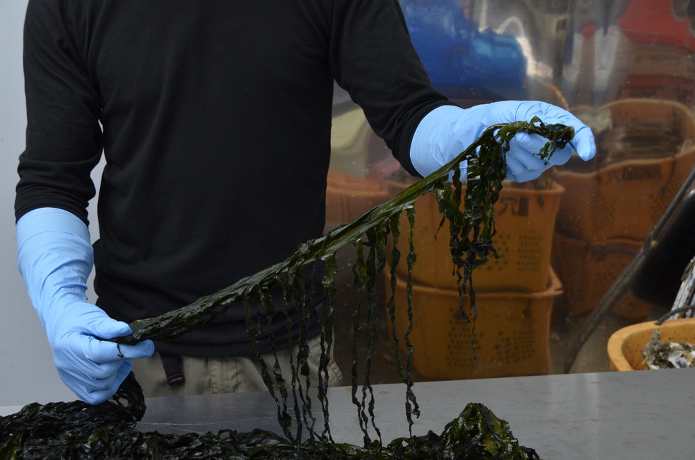 ショーワグローブ ニトリスト・スーパーロング手袋 No.887  M サイズ ５0枚入 1箱 (ご注文単位1箱)【直送品】