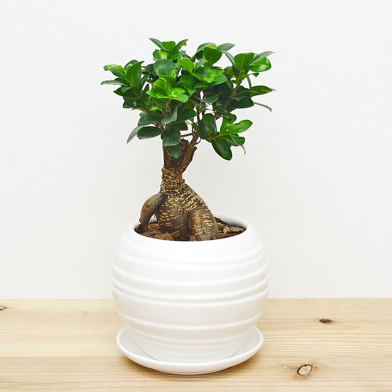 琴花園 観葉植物 ガジュマル 多幸の木 ボール形陶器鉢 白 1個（ご注文単位1個）【直送品】