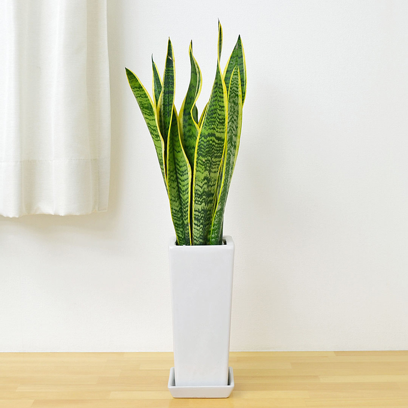 琴花園 観葉植物 サンスベリア ローレンティ 陶器鉢植え 1個（ご注文単位1個）【直送品】