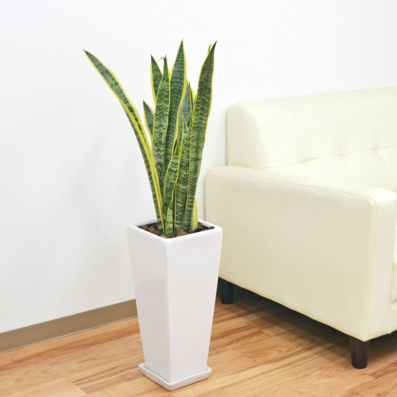 琴花園 観葉植物 サンスベリア ローレンティ 7号陶器鉢植え 75cm 白 1個（ご注文単位1個）【直送品】