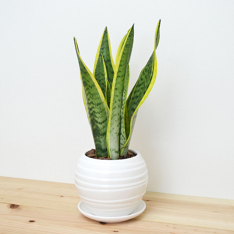 琴花園 観葉植物 サンスベリア ローレンティ ボール型陶器鉢 白 1個（ご注文単位1個）【直送品】
