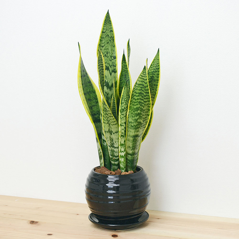 琴花園 観葉植物 サンスベリア ローレンティ ボール型陶器鉢 黒 1個（ご注文単位1個）【直送品】