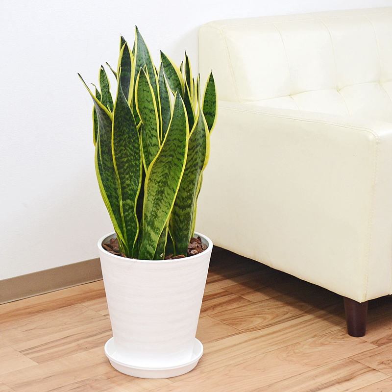 琴花園 観葉植物 サンスベリア サンセベリア ローレンティ 8号セラート鉢植え 白 1個（ご注文単位1個）【直送品】