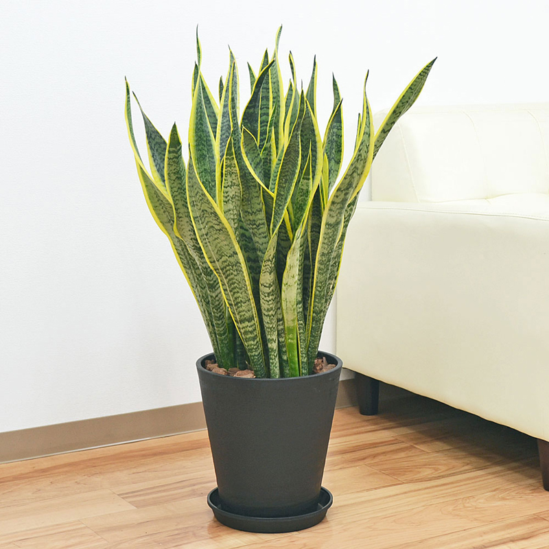 琴花園 観葉植物 サンスベリア サンセベリア ローレンティ 8号セラート鉢植え 黒 1個（ご注文単位1個）【直送品】