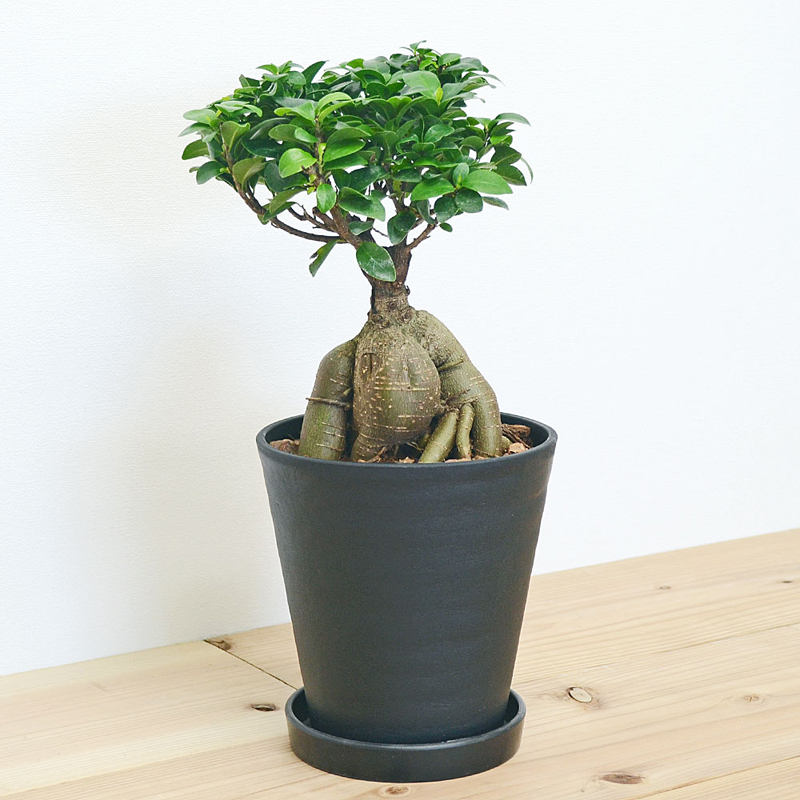 琴花園 観葉植物 ガジュマル 多幸の木 6号ブラックセラート鉢 1個（ご注文単位1個）【直送品】