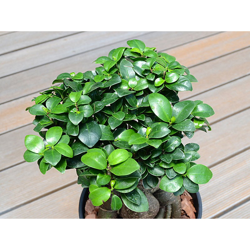 琴花園 観葉植物 ガジュマル 多幸の木 6号ブラックセラート鉢 1個(ご注文単位1個)【直送品】