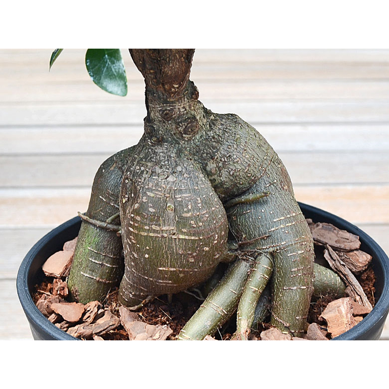 琴花園 観葉植物 ガジュマル 多幸の木 6号ブラックセラート鉢 1個(ご注文単位1個)【直送品】