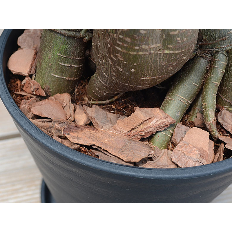 琴花園 観葉植物 ガジュマル 多幸の木 6号ブラックセラート鉢 1個(ご注文単位1個)【直送品】