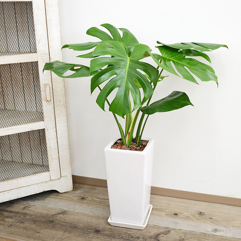 琴花園 観葉植物 モンステラ スクエア陶器鉢植え 6号 1個（ご注文単位1個）【直送品】