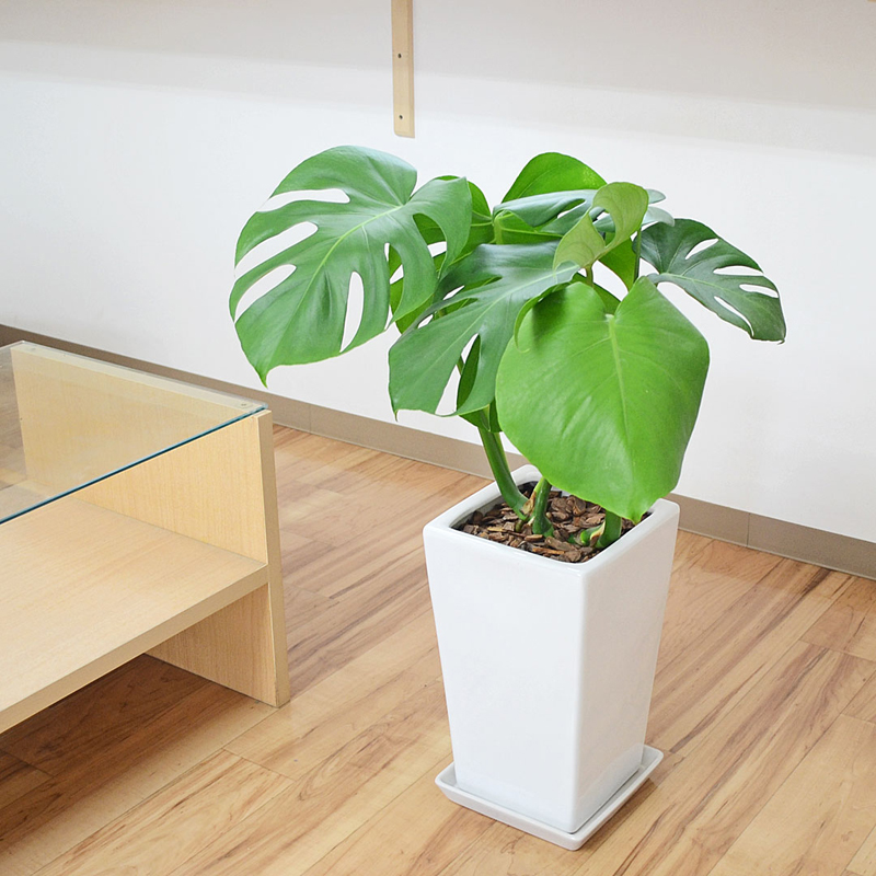 琴花園 観葉植物 モンステラ スクエア陶器鉢植え 7号 1個（ご注文単位1個）【直送品】