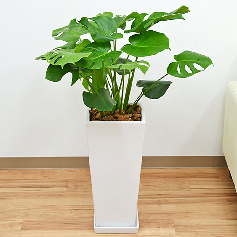 琴花園 観葉植物 モンステラ ロングスクエア陶器鉢植え 8号 白 1個（ご注文単位1個）【直送品】