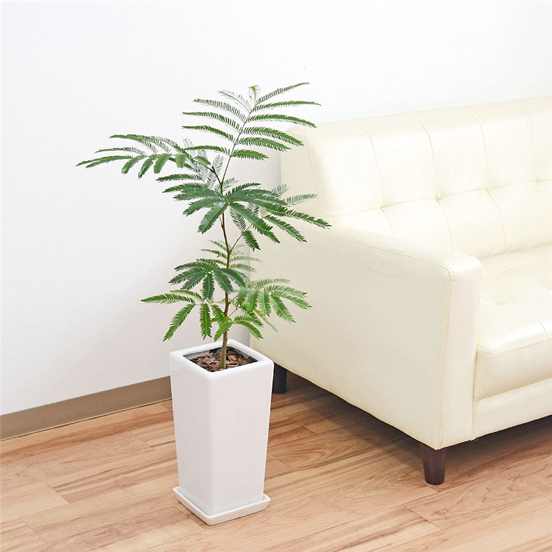 琴花園 観葉植物 エバーフレッシュ ネムノキ スクエア陶器鉢植え 6号 1個（ご注文単位1個）【直送品】