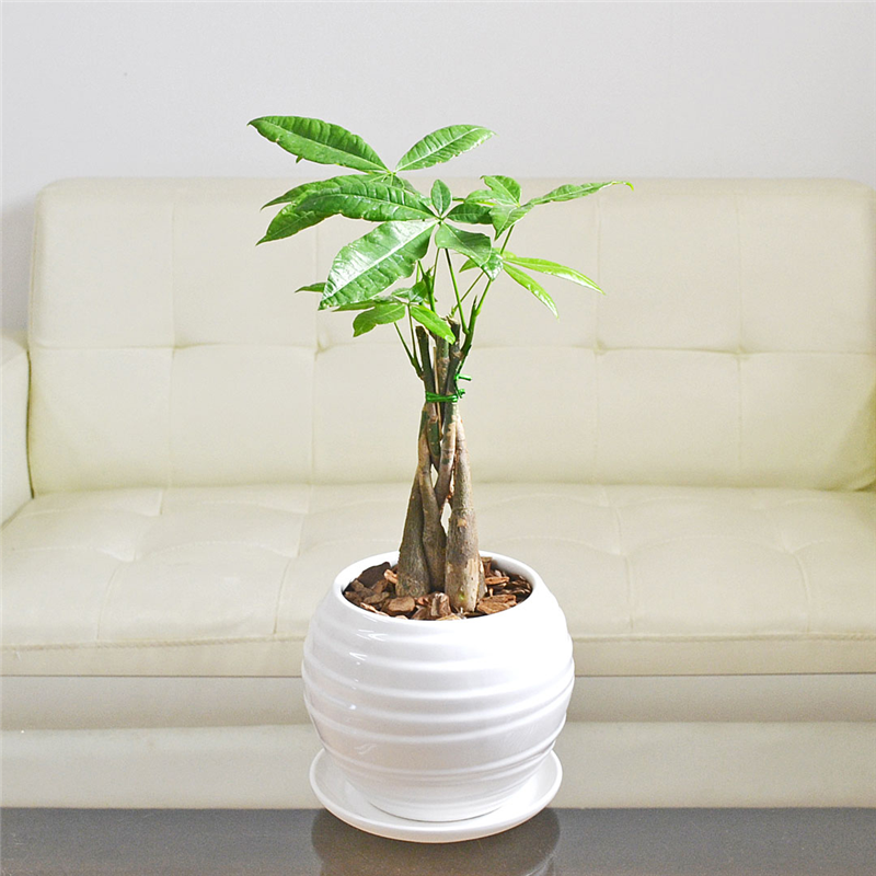 琴花園 観葉植物 パキラ 発財樹 編み込み 陶器鉢 ボール形 陶器鉢 1個(ご注文単位1個)【直送品】