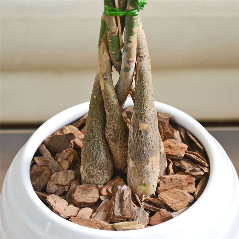 琴花園 観葉植物 パキラ 発財樹 編み込み 陶器鉢 ボール形 陶器鉢 1個(ご注文単位1個)【直送品】