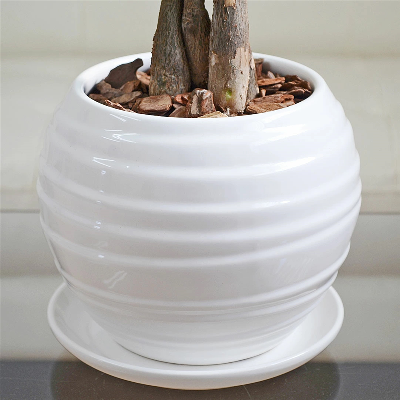 琴花園 観葉植物 パキラ 発財樹 編み込み 陶器鉢 ボール形 陶器鉢 1個(ご注文単位1個)【直送品】