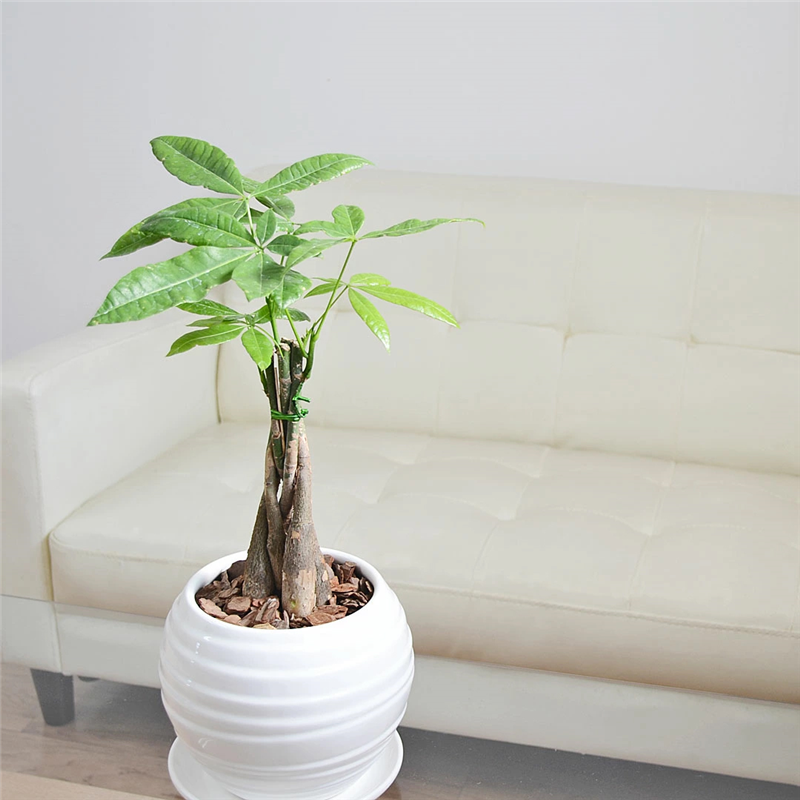 琴花園 観葉植物 パキラ 発財樹 編み込み 陶器鉢 ボール形 陶器鉢 1個(ご注文単位1個)【直送品】