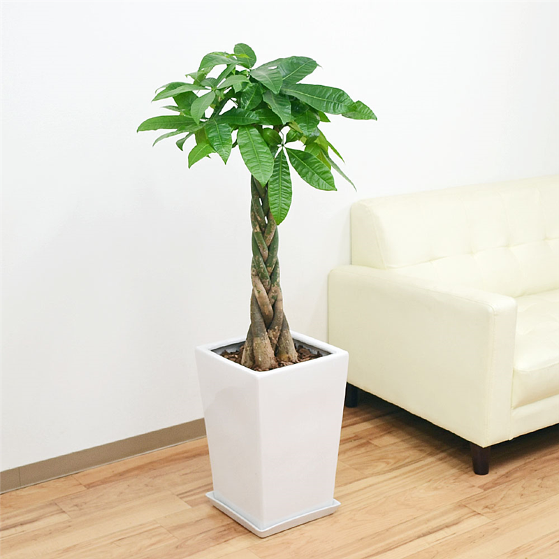 琴花園 観葉植物 編み込みパキラ 発財樹 スクエア陶器鉢植え 8号サイズ 1個（ご注文単位1個）【直送品】