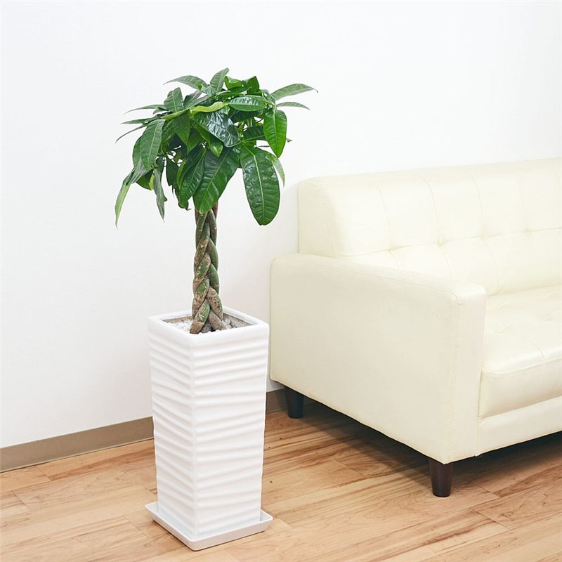 琴花園 観葉植物 編みこみパキラ 発財樹 7号 ウェーブスクエアポール陶器鉢 1個（ご注文単位1個）【直送品】