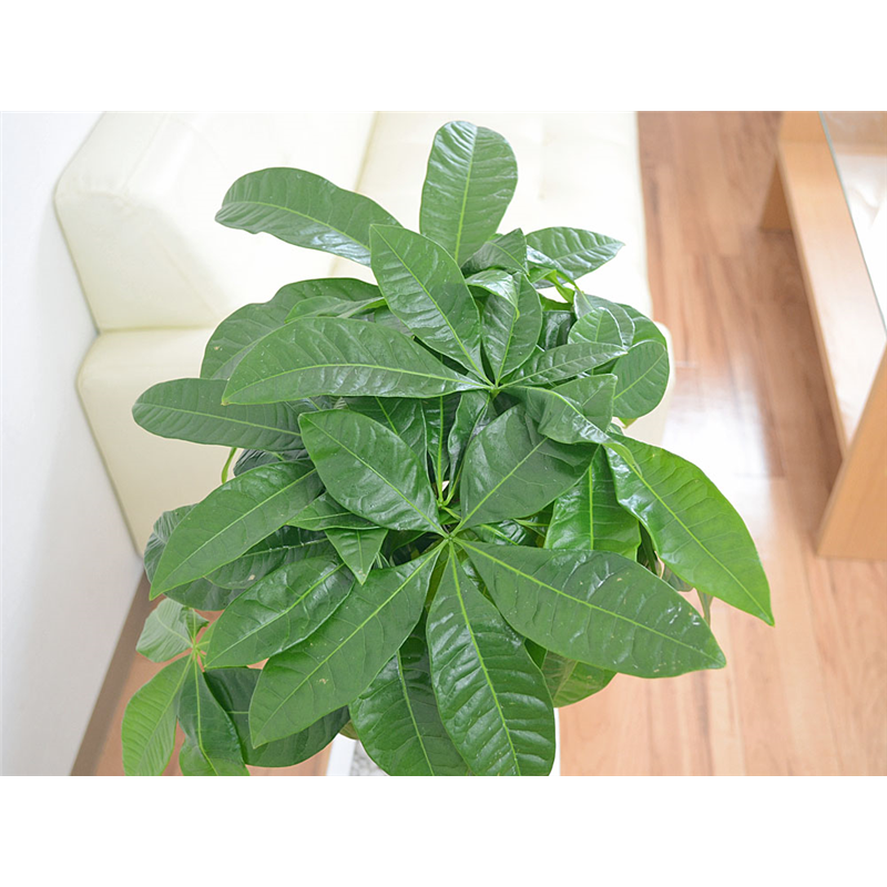 琴花園 観葉植物 編みこみパキラ 発財樹 7号 ウェーブスクエアポール陶器鉢 1個(ご注文単位1個)【直送品】