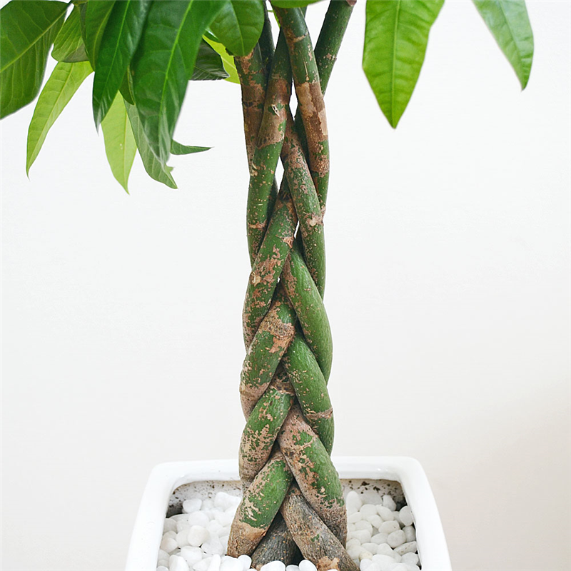 琴花園 観葉植物 編みこみパキラ 発財樹 7号 ウェーブスクエアポール陶器鉢 1個(ご注文単位1個)【直送品】