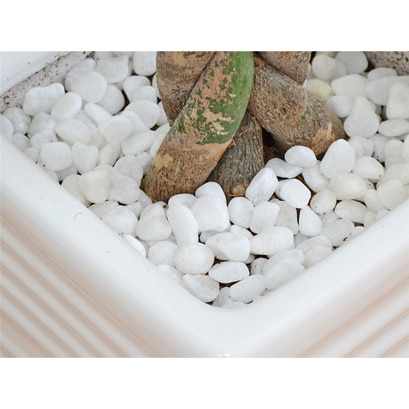 琴花園 観葉植物 編みこみパキラ 発財樹 7号 ウェーブスクエアポール陶器鉢 1個(ご注文単位1個)【直送品】