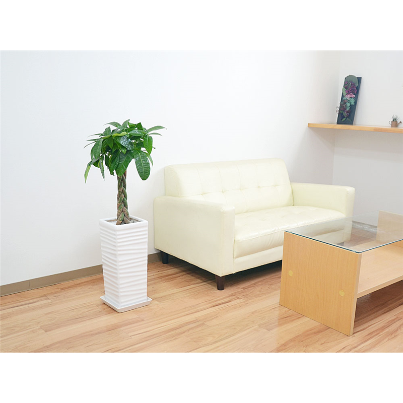 琴花園 観葉植物 編みこみパキラ 発財樹 7号 ウェーブスクエアポール陶器鉢 1個(ご注文単位1個)【直送品】