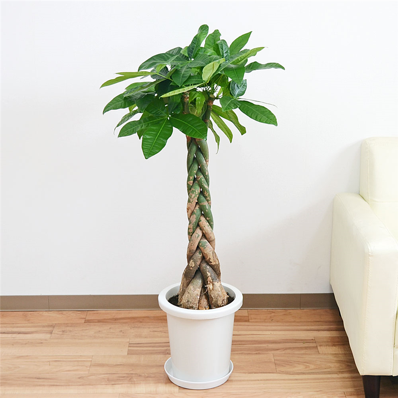 琴花園 観葉植物 編みこみパキラ 発財樹 8号 1個（ご注文単位1個）【直送品】