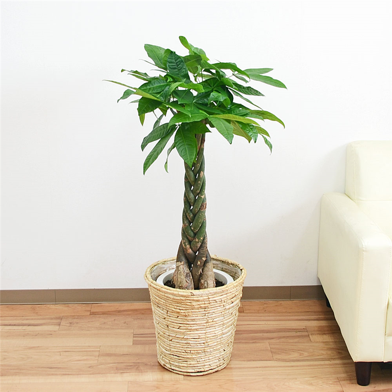 琴花園 観葉植物 編みこみパキラ 発財樹 8号 鉢カバー付き白 1個（ご注文単位1個）【直送品】