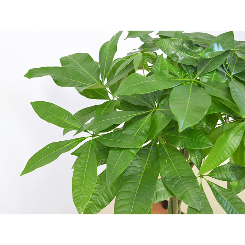 琴花園 観葉植物 編みこみパキラ 発財樹 8号 鉢カバー付き白 1個(ご注文単位1個)【直送品】