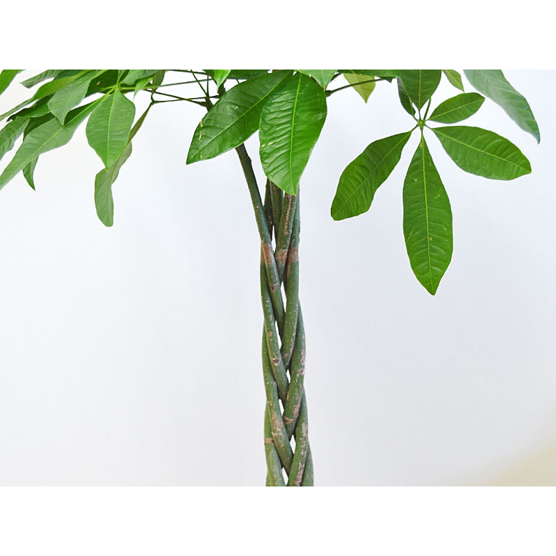 琴花園 観葉植物 編みこみパキラ 発財樹 8号 鉢カバー付き白 1個(ご注文単位1個)【直送品】