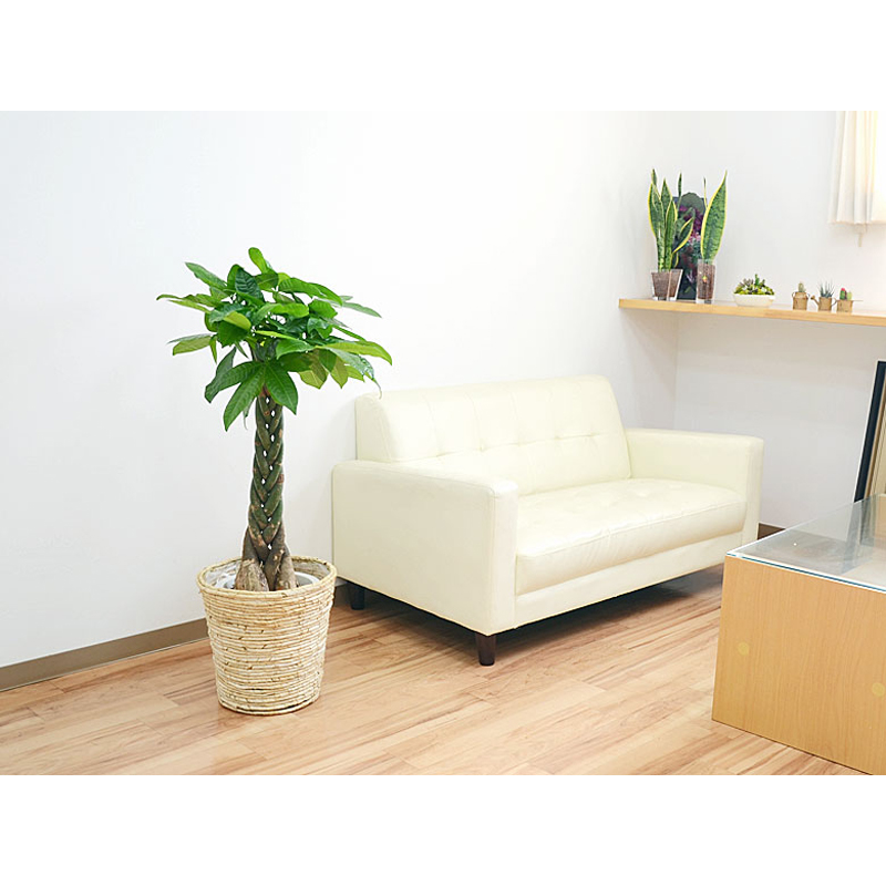 琴花園 観葉植物 編みこみパキラ 発財樹 8号 鉢カバー付き白 1個(ご注文単位1個)【直送品】