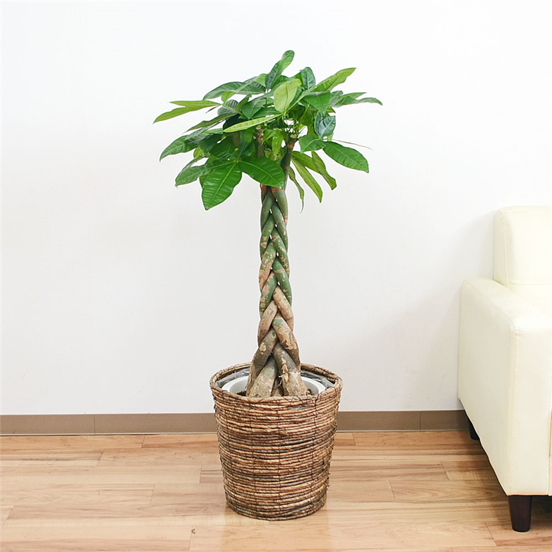 琴花園 観葉植物 編みこみパキラ 発財樹 8号 鉢カバー付き茶 1個（ご注文単位1個）【直送品】