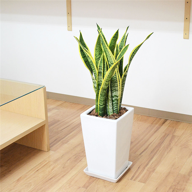 琴花園 観葉植物 サンスベリア ローレンティ 陶器鉢 スクエア 7号 1個（ご注文単位1個）【直送品】