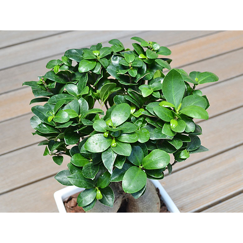 琴花園 観葉植物 ガジュマル 多幸の木 ホワイトスクエア陶器鉢 1個(ご注文単位1個)【直送品】