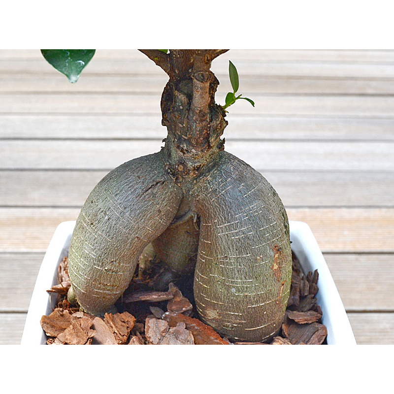 琴花園 観葉植物 ガジュマル 多幸の木 ホワイトスクエア陶器鉢 1個(ご注文単位1個)【直送品】