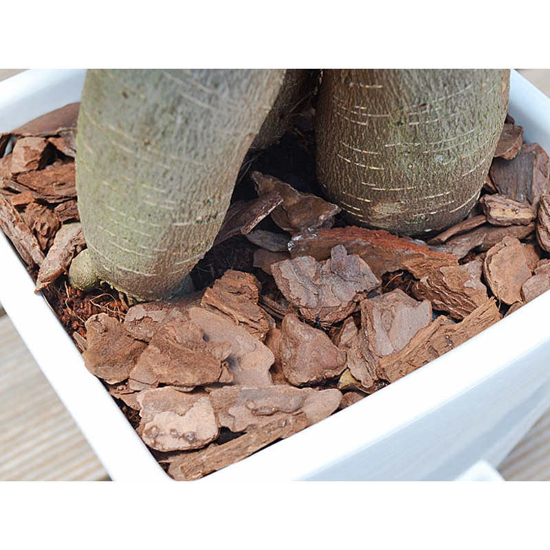 琴花園 観葉植物 ガジュマル 多幸の木 ホワイトスクエア陶器鉢 1個(ご注文単位1個)【直送品】