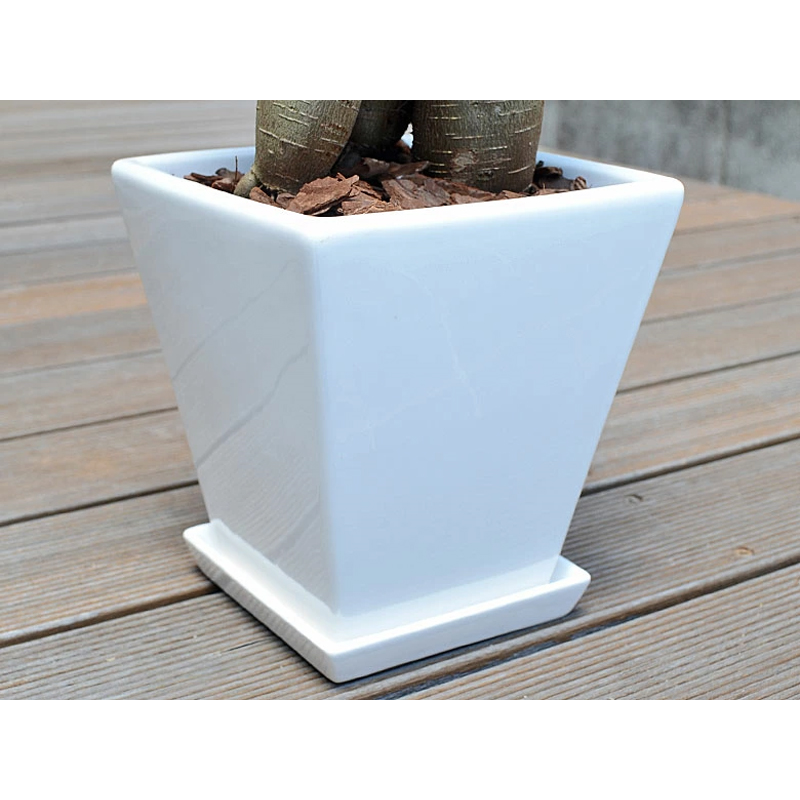 琴花園 観葉植物 ガジュマル 多幸の木 ホワイトスクエア陶器鉢 1個(ご注文単位1個)【直送品】
