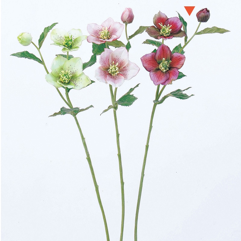 アスカ商会 造花 A-31116クリスマスローズ #026　フッシャ 1本（ご注文単位1本）【直送品】