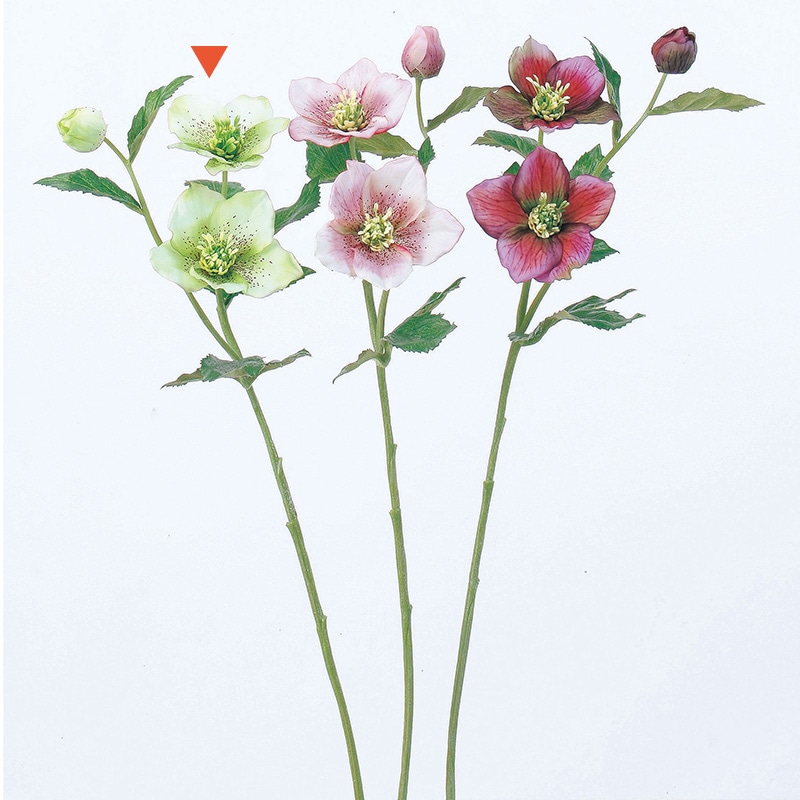 アスカ商会 造花 A-31116クリスマスローズ #053A　クリ-ムグリ-ン 1本（ご注文単位1本）【直送品】