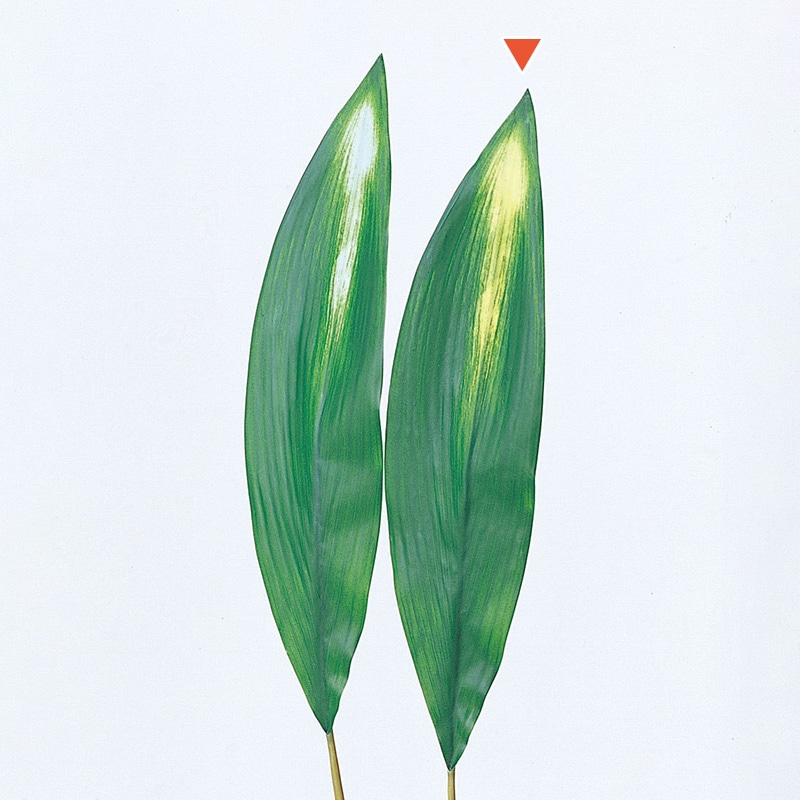 アスカ商会 造花・グリーン A-46075　ハラン #053A　クリ-ムグリ-ン 1本（ご注文単位1本）【直送品】