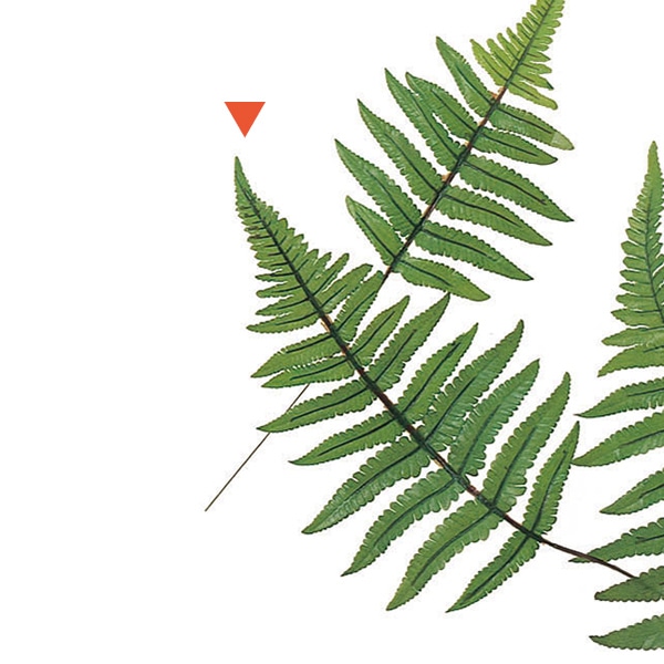 アスカ商会 造花・グリーン A-46104フォレストファーンピックM #051A　グリーン 1本（ご注文単位1本）【直送品】