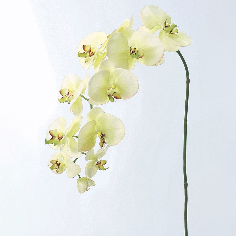 アスカ商会 造花 A-31259コチョウランL #053A クリ-ムグリ-ン 1本(ご注文単位1本)【直送品】